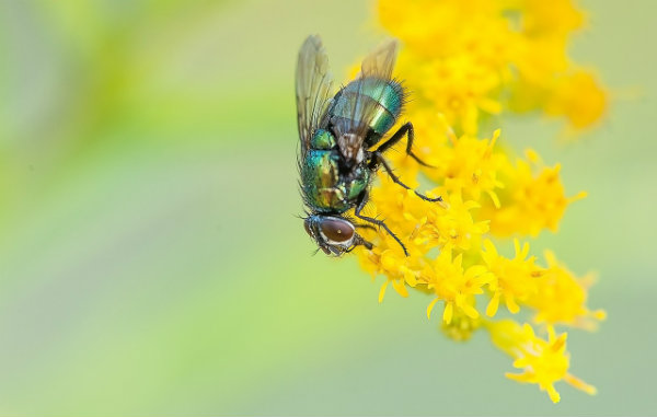 Macro Image of a Fly