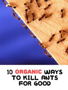 10 Top ORGANIC Ways To Kill Ants For Good - Home Garden DIY