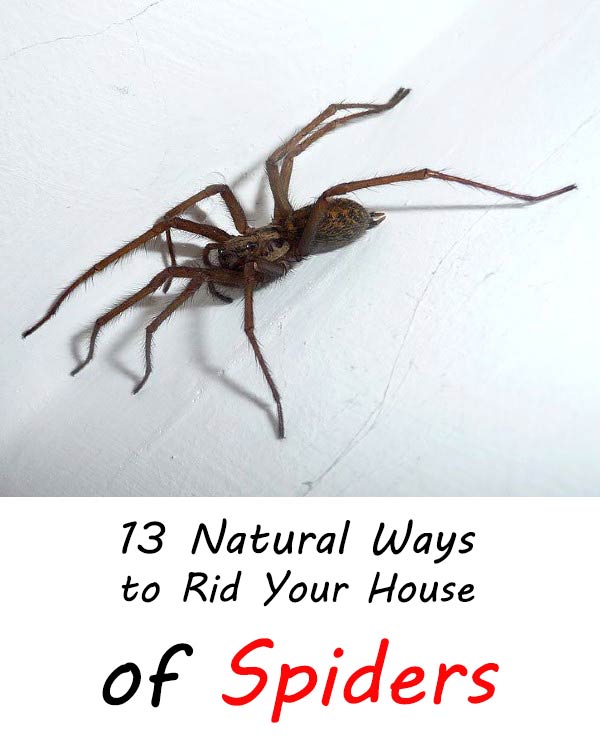 13 Natural Ways to Rid Your House of Spiders - Home Garden DIY