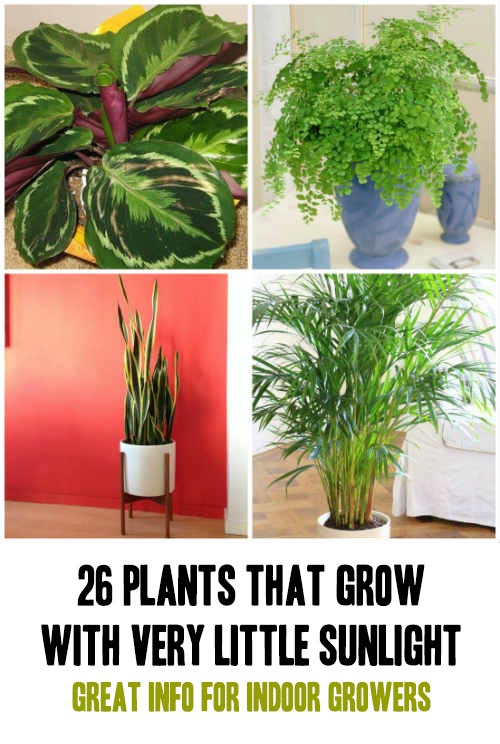 26 Plants That Grow With Very Little Sunlight Home Garden DIY