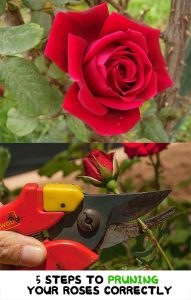 5 Steps to Pruning Your Roses Correctly - Home Garden DIY