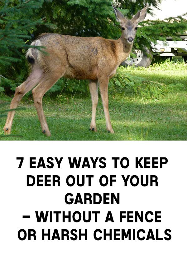 7 Easy Ways to Keep Deer Out of Your Garden – Without a Fence or Harsh