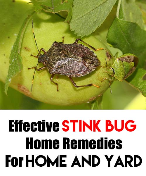 Effective Stink Bug Home Remedies For Home and Yard - Home Garden DIY