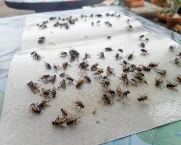 Get Rid Of Flies Naturally With Homemade Flypaper