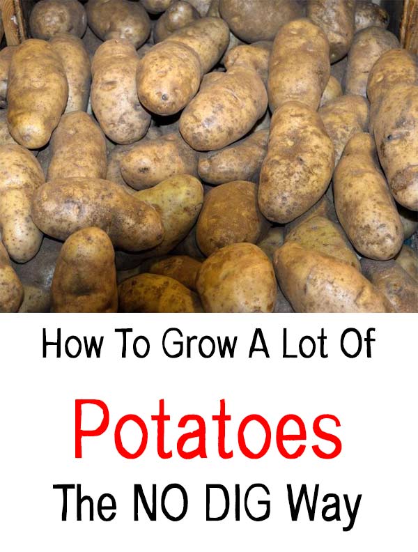 How To Grow A Lot Of Potatoes The NO DIG Way Home Garden DIY