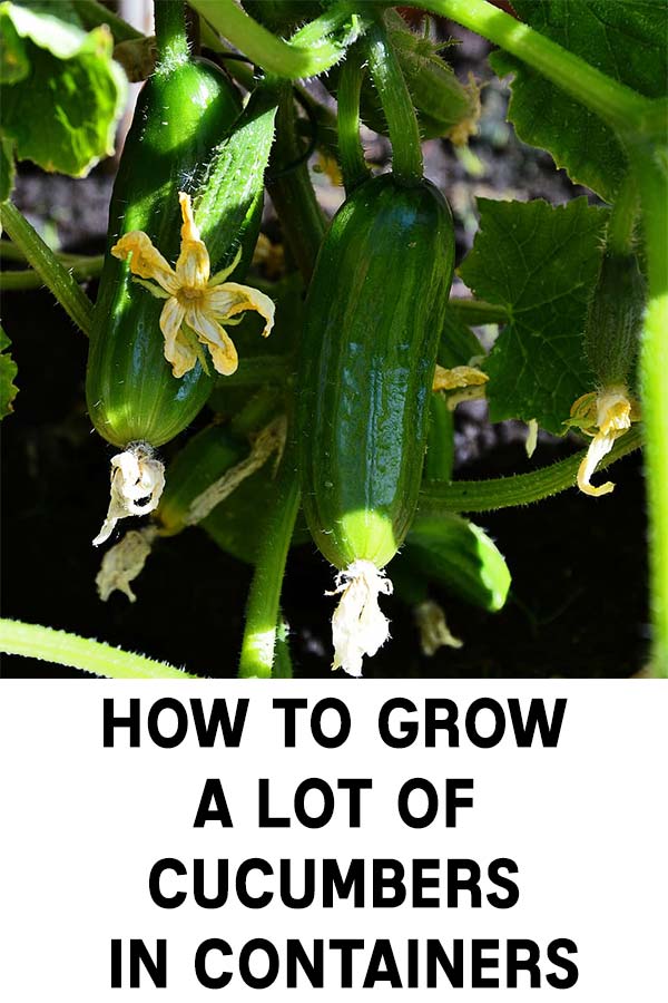 How To Grow A lot Of Cucumbers In Containers - Home Garden DIY