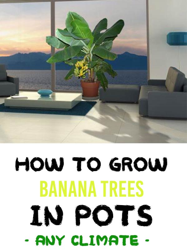 How To Grow Banana Trees In Pots - Home Garden DIY