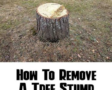 When To Prune Trees - Home Garden DIY