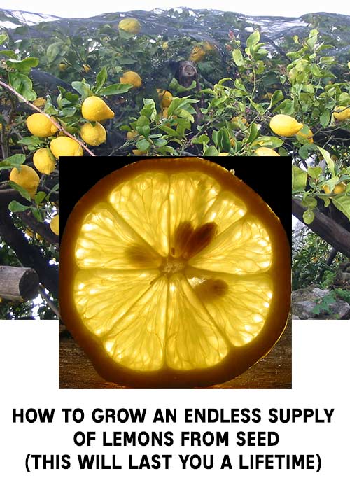 How to Grow an Endless Supply of Lemons From Seed (This Will Last You a