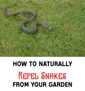 How to Naturally Repel Snakes From Your Garden - Home Garden DIY