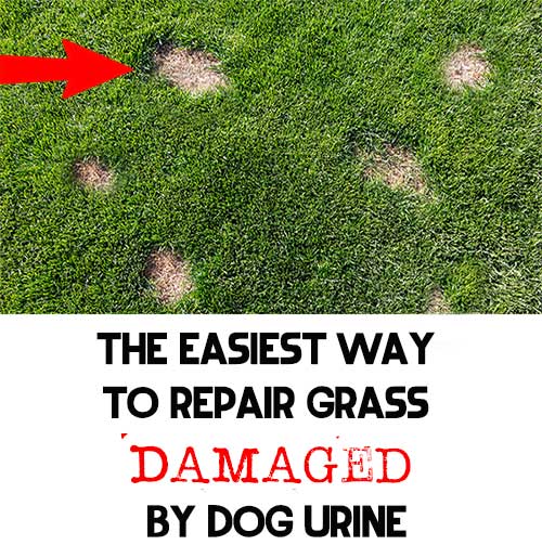 The Easiest Way To Repair Grass Damaged By Dog Urine - Home Garden DIY