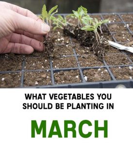 WHAT VEGETABLES SHOULD BE PLANTED IN MARCH visual data 2