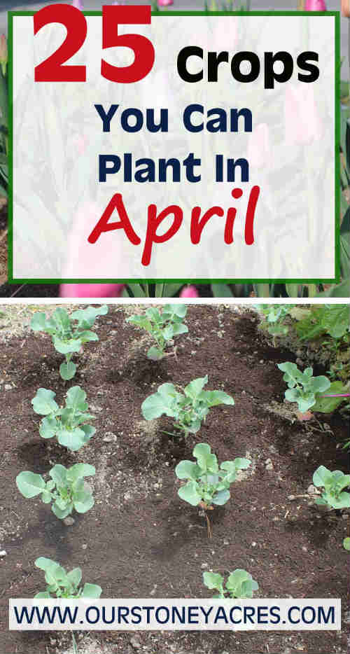 April Planting Guide - Zones 5 & 6 - What You Can Plant in ...