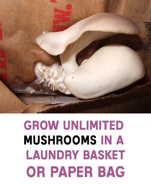 Grow Mushrooms in a Laundry Basket or Paper Bag Home Garden DIY