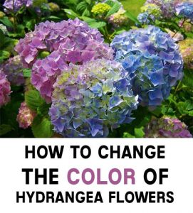 How To Change The Color Of Hydrangea Flowers - Home Garden DIY