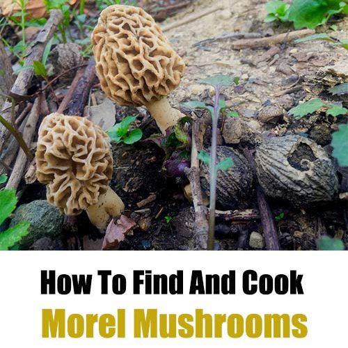 How To Find And Cook Morel Mushrooms Home Garden DIY