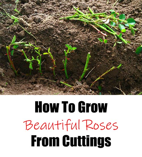 How To Grow Beautiful Roses From Cuttings - Home Garden DIY