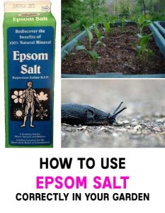 How To Use Epsom Salt Correctly In Your Garden - Home Garden Diy