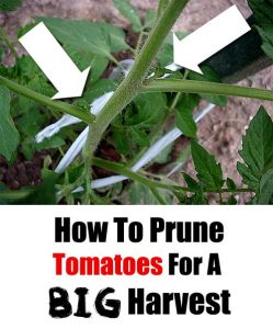 How to Prune Tomatoes for a Big Harvest - Home Garden DIY