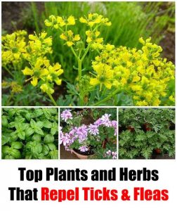 Top Plants and Herbs That Repel Ticks & Fleas - Home Garden DIY