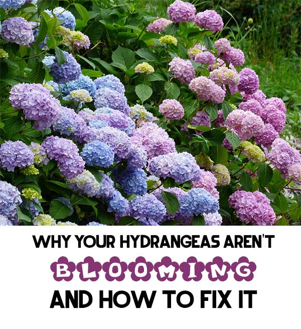 Why Your Hydrangeas Arent Blooming And How To Fix It Home Garden Diy