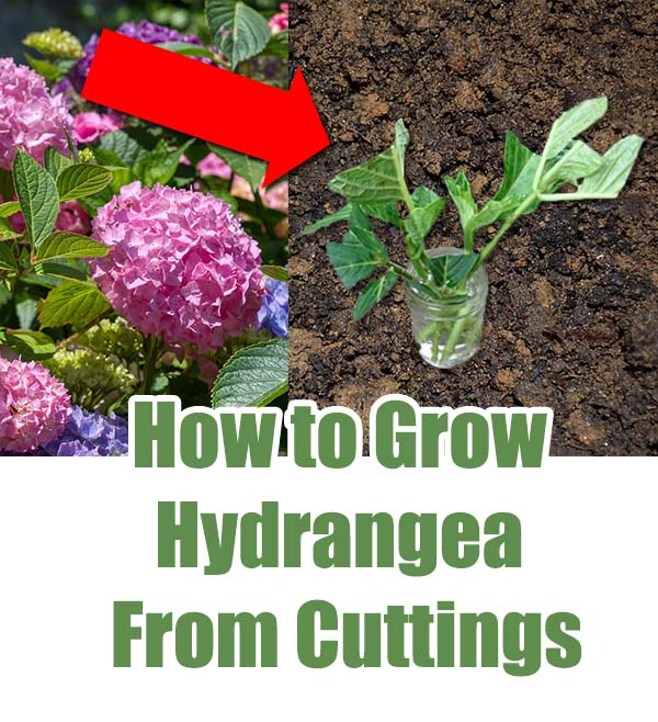 How to Grow Hydrangea from Cuttings Home Garden DIY