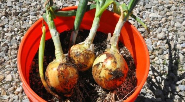 How to Plant Sprouted Onions in Your Garden - Home Garden DIY