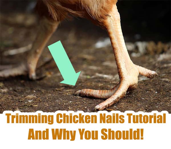 Trimming Chicken Nails Tutorial And Why You Should! Home Garden DIY
