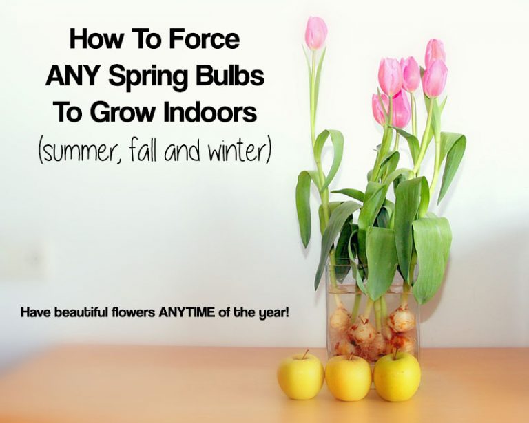 How To Force Spring Bulbs to Grow Indoors - Home Garden DIY