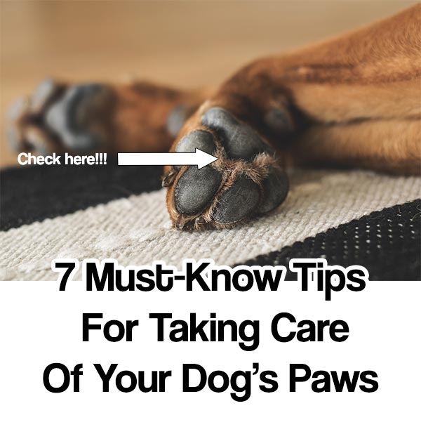 7 Must-Know Tips for Taking Care of Your Dog’s Paws - Home Garden DIY