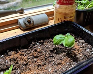 8 Reasons why plants love cinnamon (These really work!)