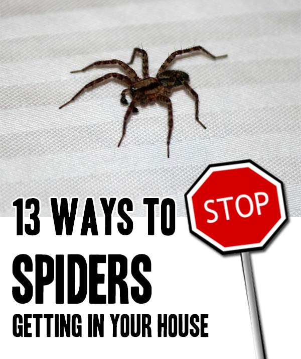 13 Ways To Stop Spiders Getting Into Your House Home Garden Diy 6633