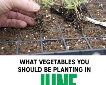 What Vegetables You Should Be Planting In June