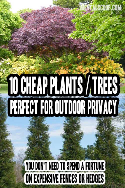 10 Cheap Plants / Trees Perfect For Outdoor Privacy Home Garden DIY