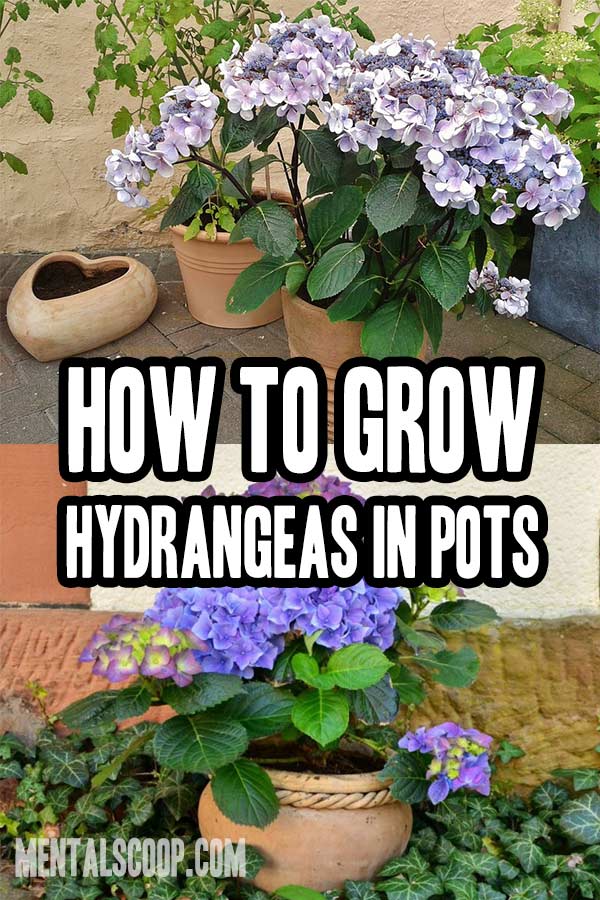 How To Successfully Grow Hydrangeas In Pots Home Garden Diy