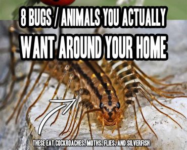 8 Bugs / Animals You Actually Want Around Your Home