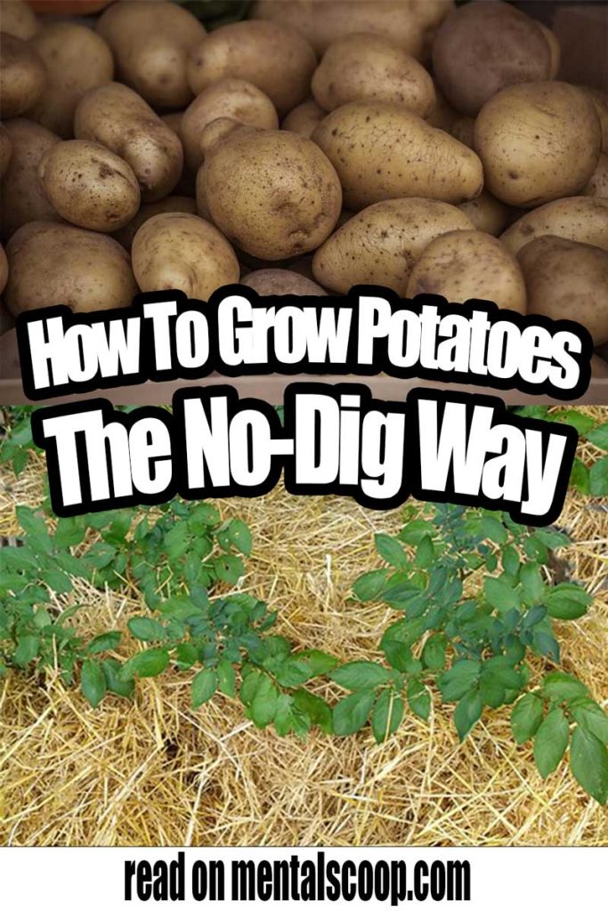 How To Grow Potatoes The NoDig Way Home Garden DIY