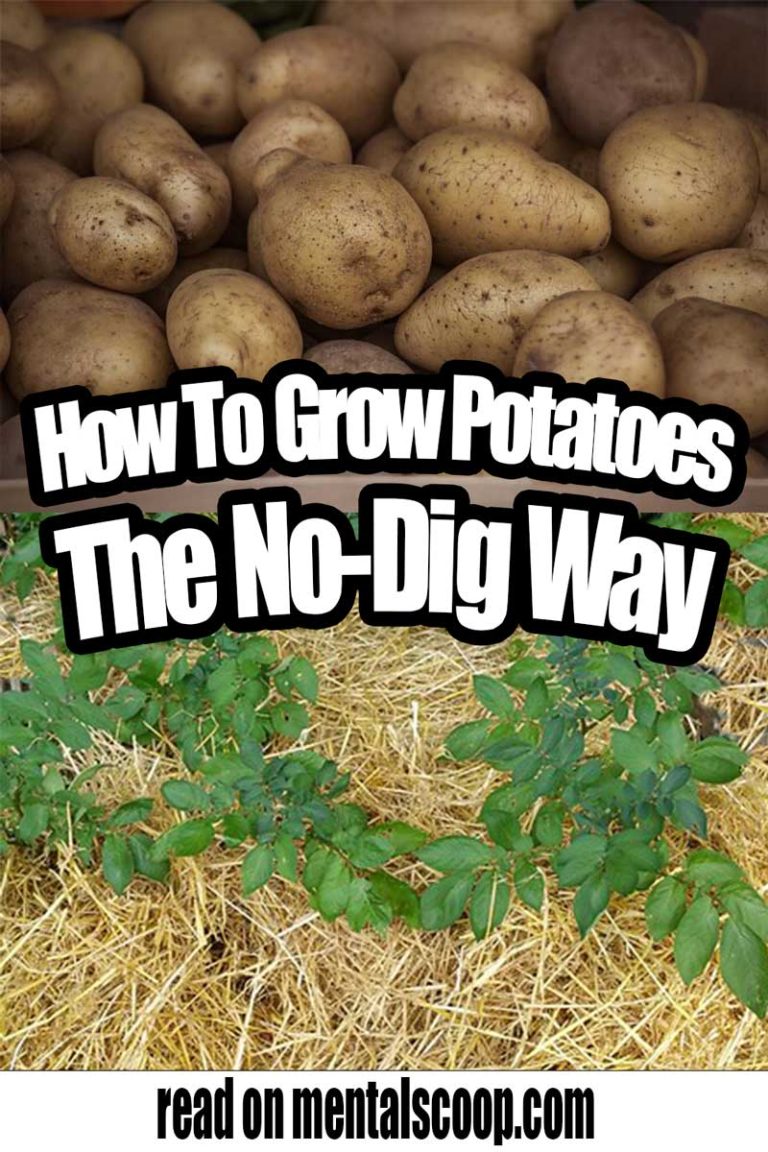 How To Grow Potatoes The No Dig Way Home Garden Diy 9552