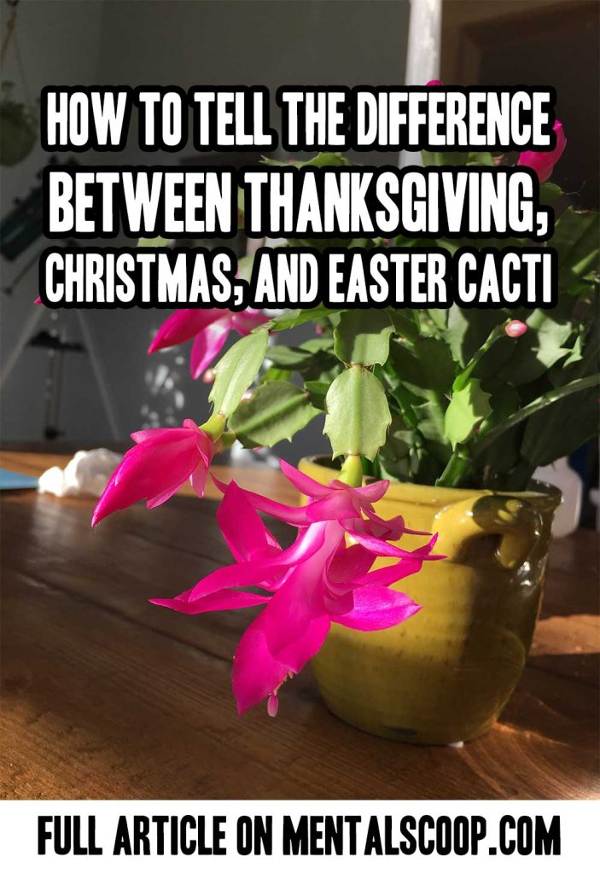 How To Tell The Difference Between Thanksgiving, Christmas, And Easter