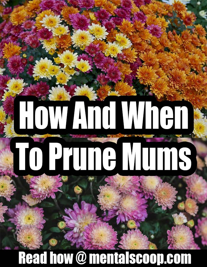 How and When To Prune Mums So They Bloom Again Home Garden DIY