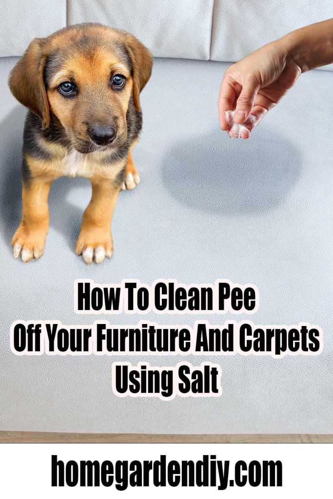 How To Clean Pee Off Your Furniture And Carpets Using Salt Home