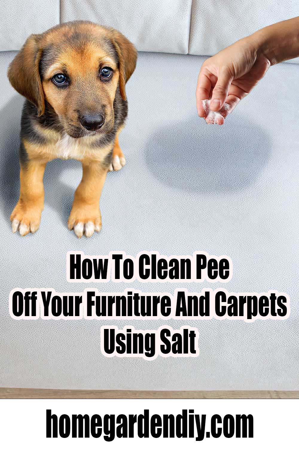How To Clean Pee Off Your Furniture And Carpets Using Salt Home